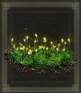 Budding Cave Moss x999