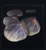 Beluga Scales x99